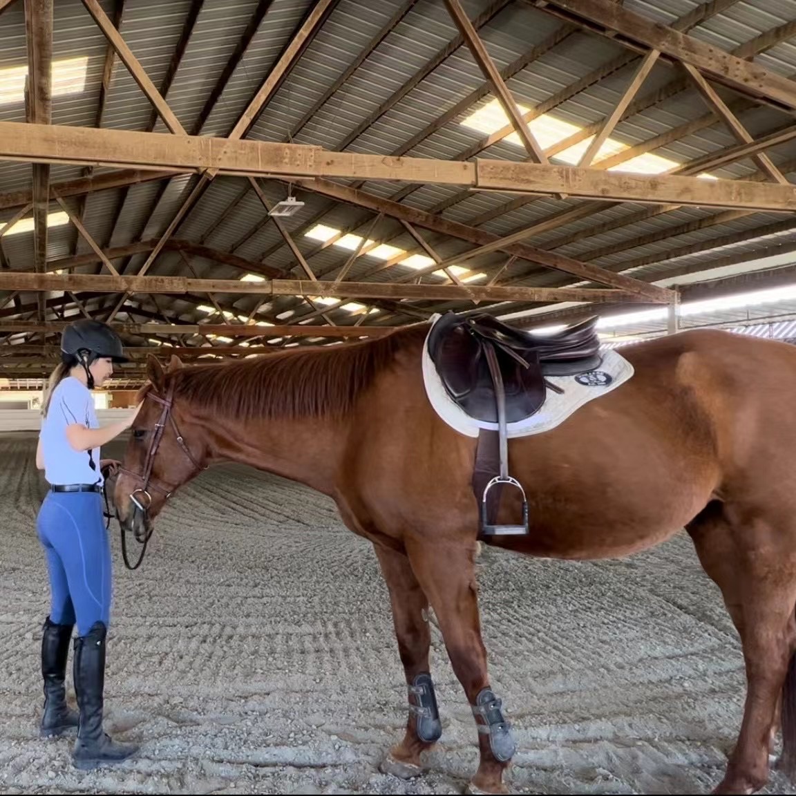 Horse jumping